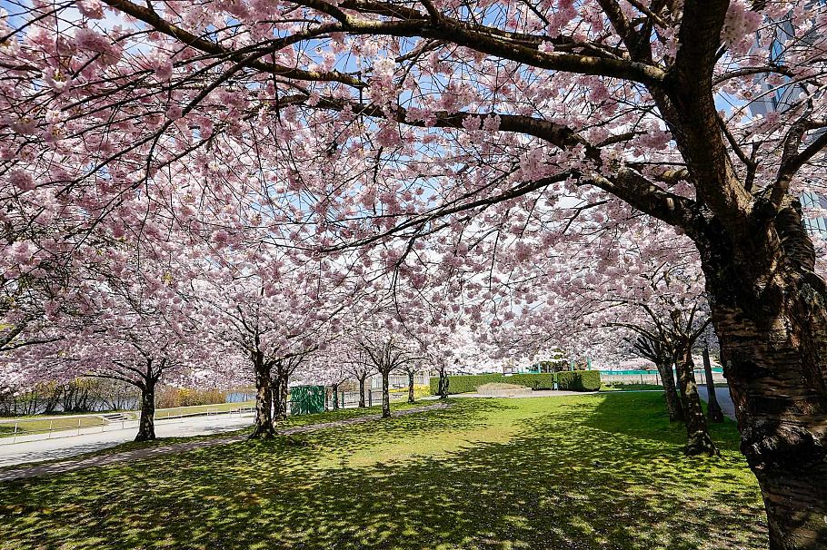 101 1845 Robson Street Vancouver, BC - 21