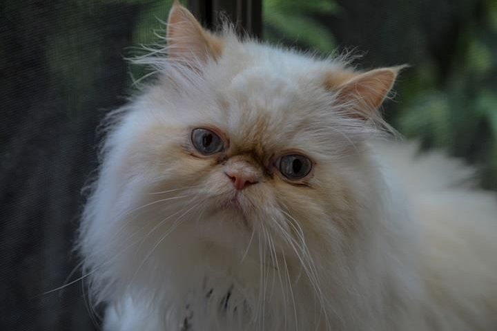 1147 Montroyal Boulevard North Vancouver, BC - 19