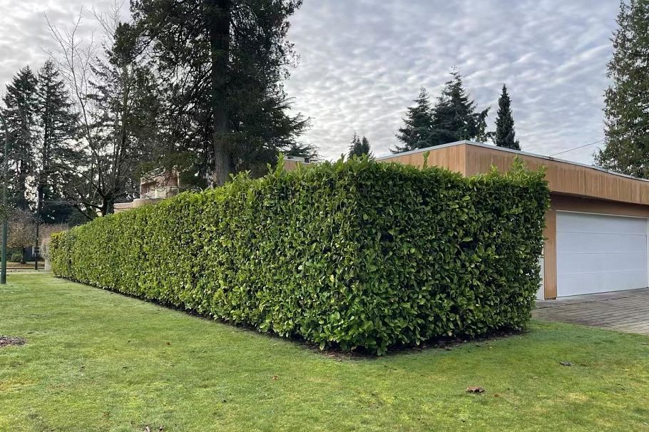 14xx DOGWOOD, Vancouver BC V6P 1J9 Vancouver, BC - 8