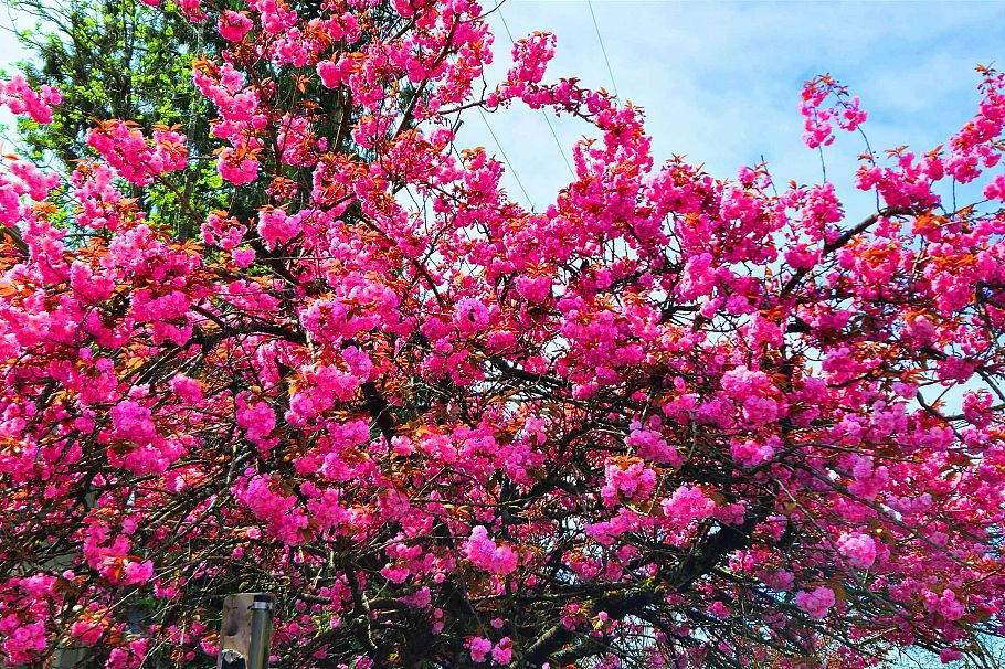 1745 Graveley Street Vancouver, BC - 32