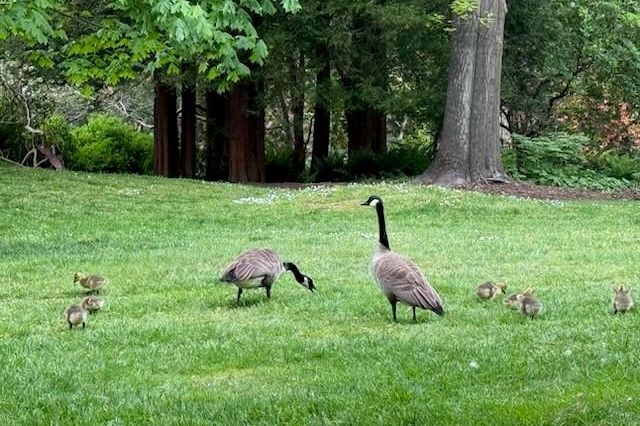 1201 2077 Nelson Street Vancouver, BC - 27