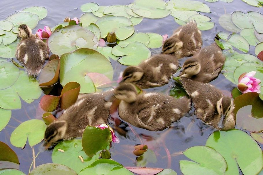 315 2020 E Kent Avenue South Vancouver, BC - 39