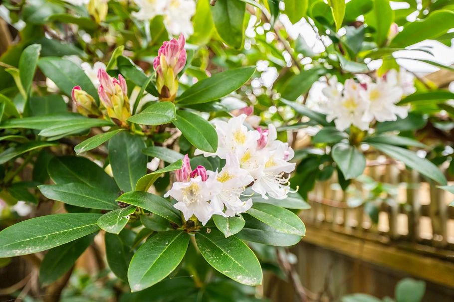 D 3439 E 43rd Avenue Vancouver, BC - 21