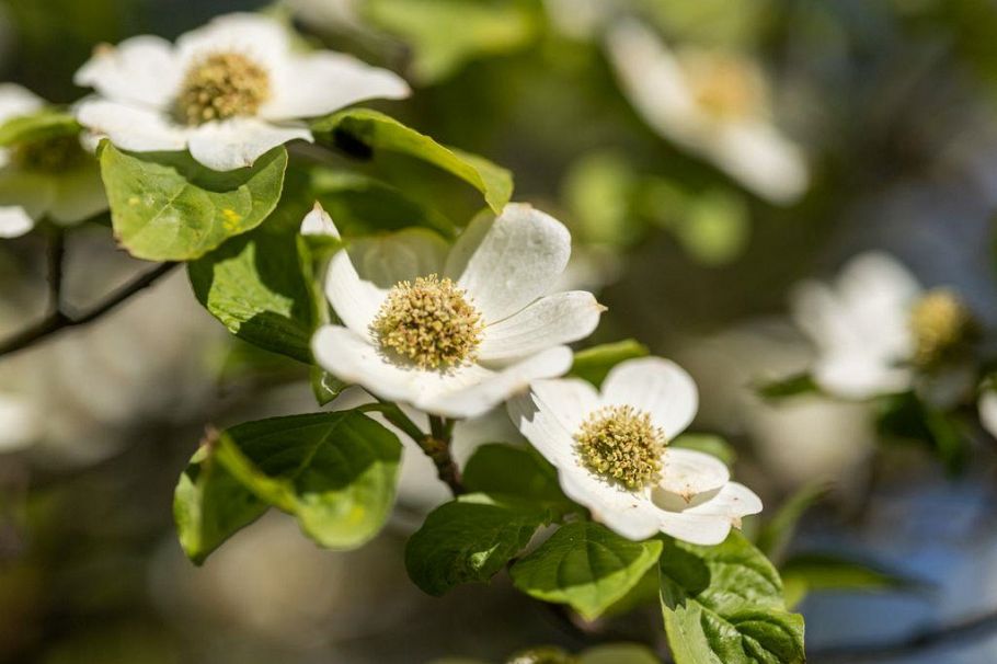 4578 Moss Street Vancouver, BC - 37