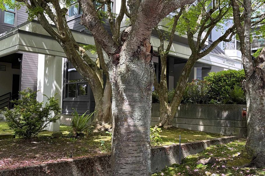 602 505 Lonsdale Avenue North Vancouver, BC - 33