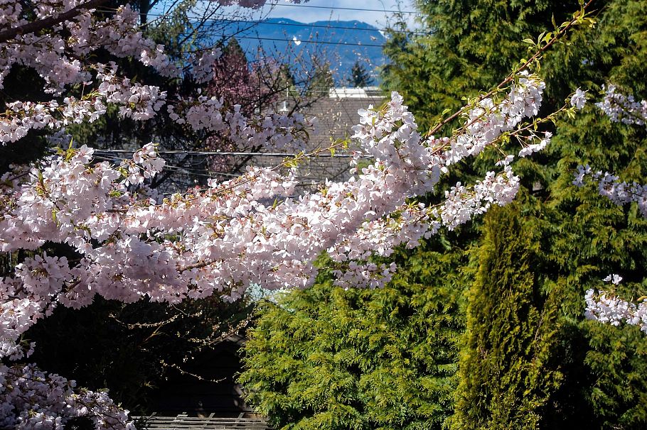 4549 W 12th Avenue Vancouver, BC - 31