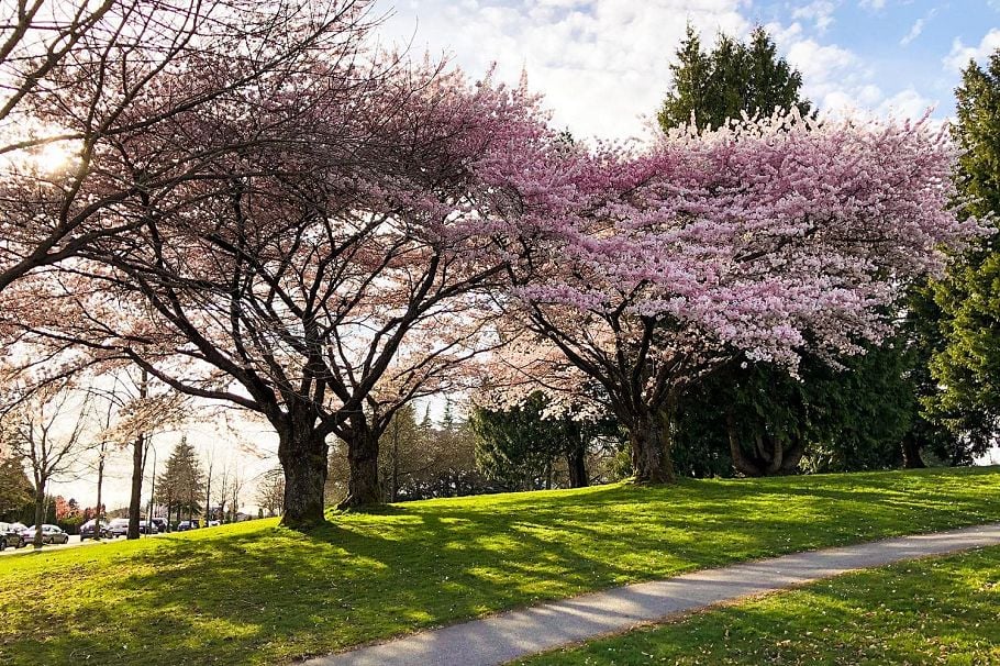 307 588 W 45th Avenue Vancouver, BC - 22