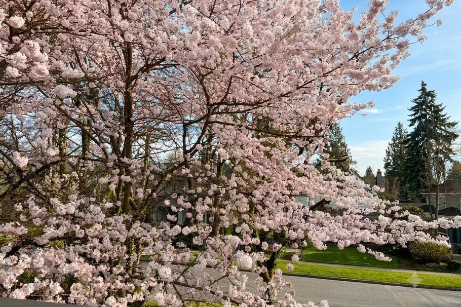 2599 W 36th Avenue Vancouver, BC - 3