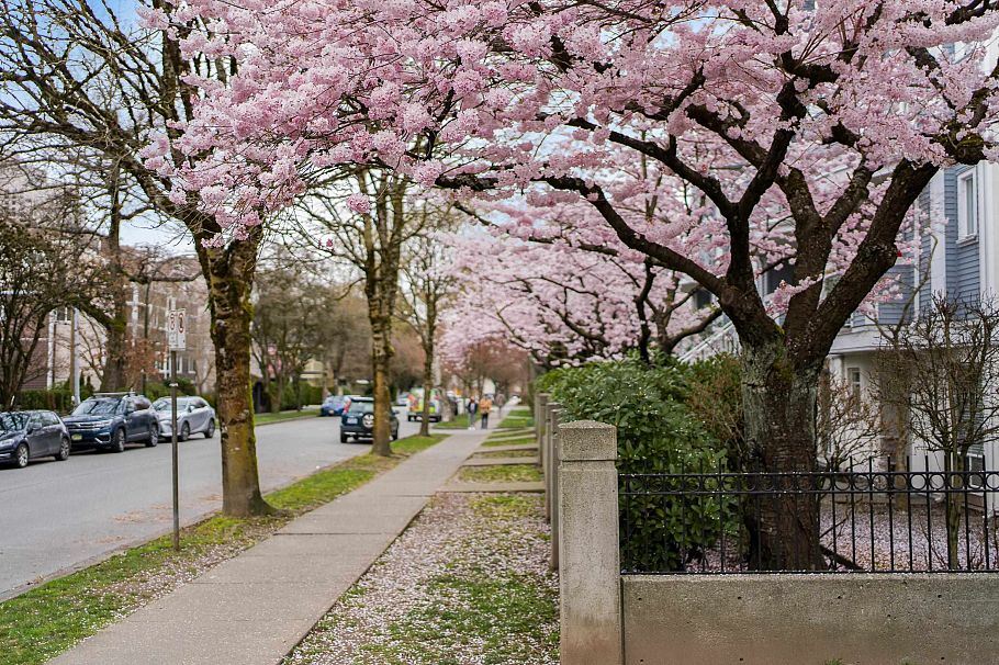 204 3168 Laurel Street Vancouver, BC - 24